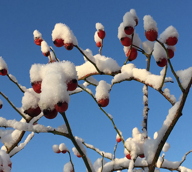 Trädgrenar med snö.